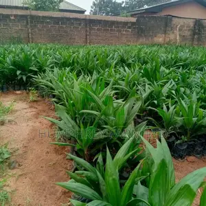 Supergene Palm Seedling