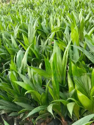 Supergene Palm Seedling