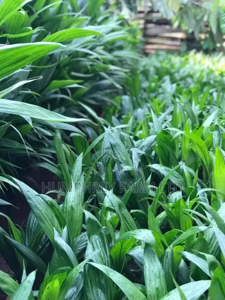 Supergene Palm Seedling