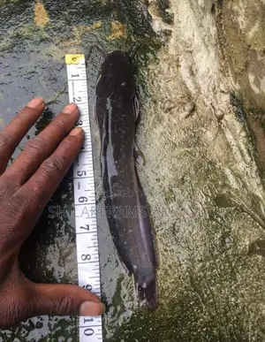 Catfish for Sell