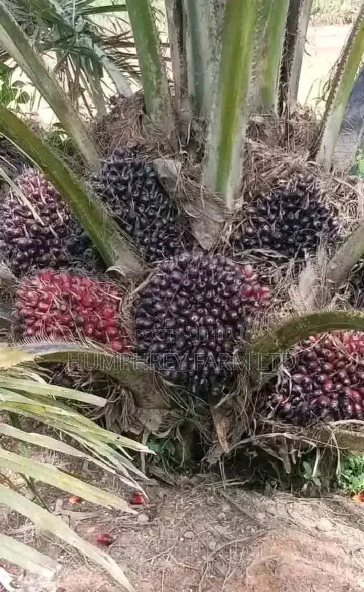 Supergene Palm Seedling
