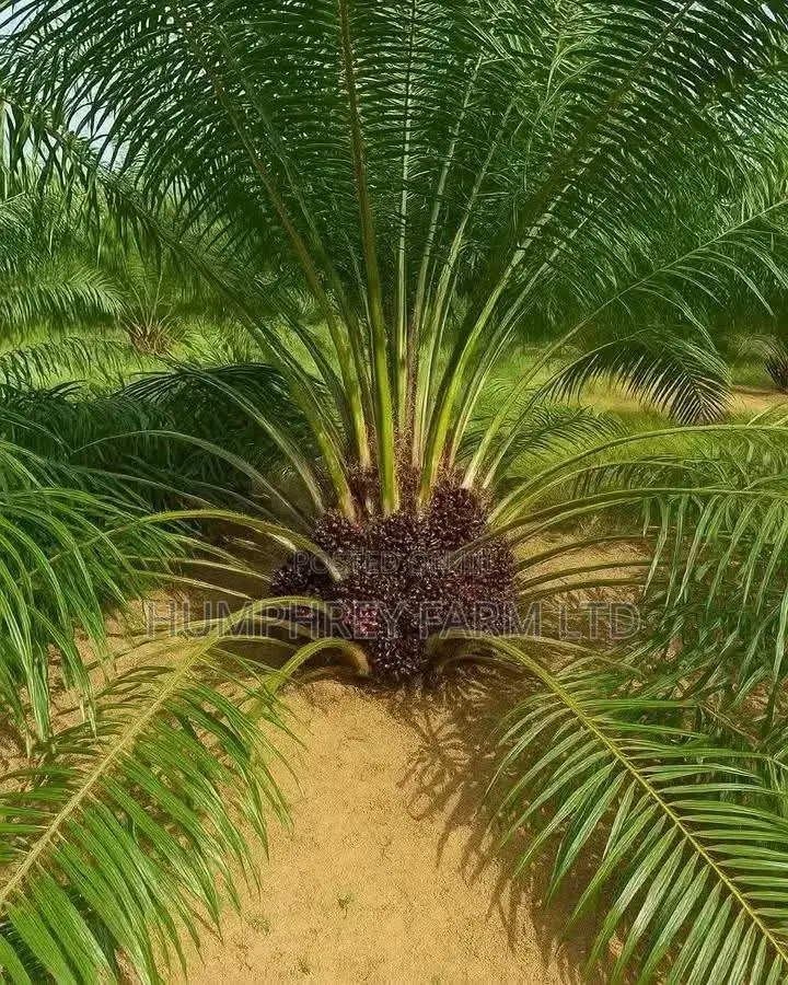 Supergene Palm Seedling