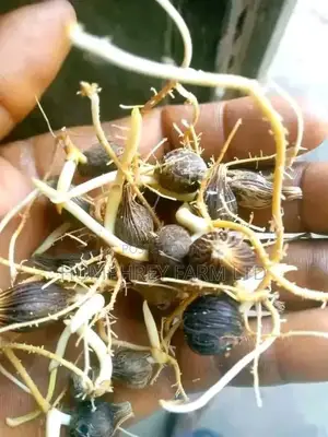 Hybrid Supergene Sprouted Palm Seed