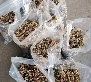 Hybrid Supergene Sprouted Palm Seed