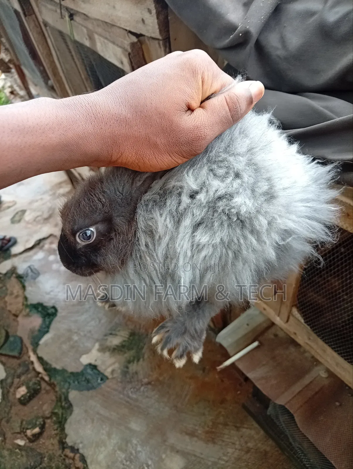 Fluffy Angora Growers