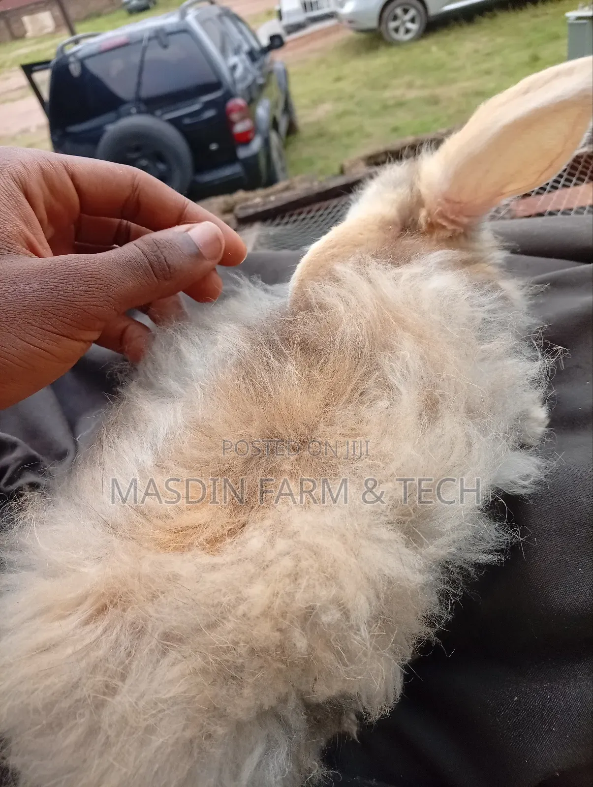 Fluffy Angora Growers
