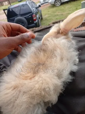 Fluffy Angora Growers