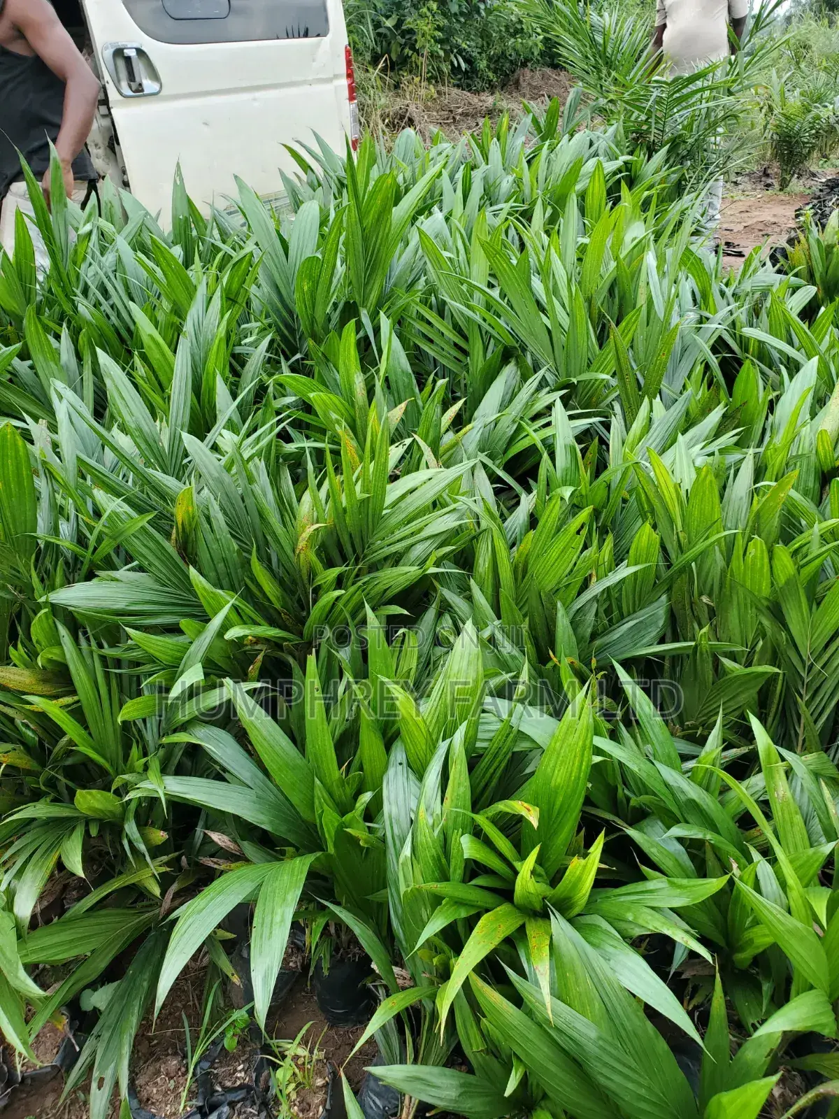 Hybrid Palm Seedling