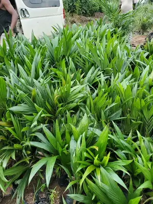 Hybrid Palm Seedling