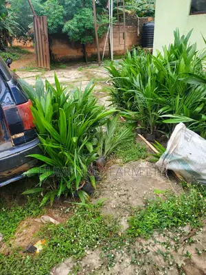 Hybrid Palm Seedling