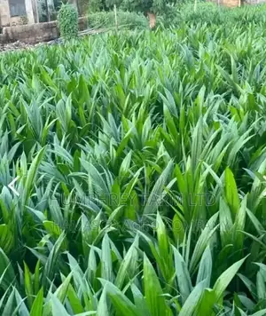 Hybrid Palm Seedling