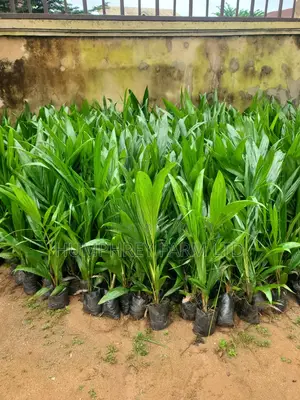 Hybrid Palm Seedling