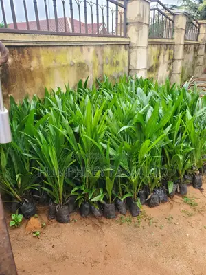Hybrid Palm Seedling