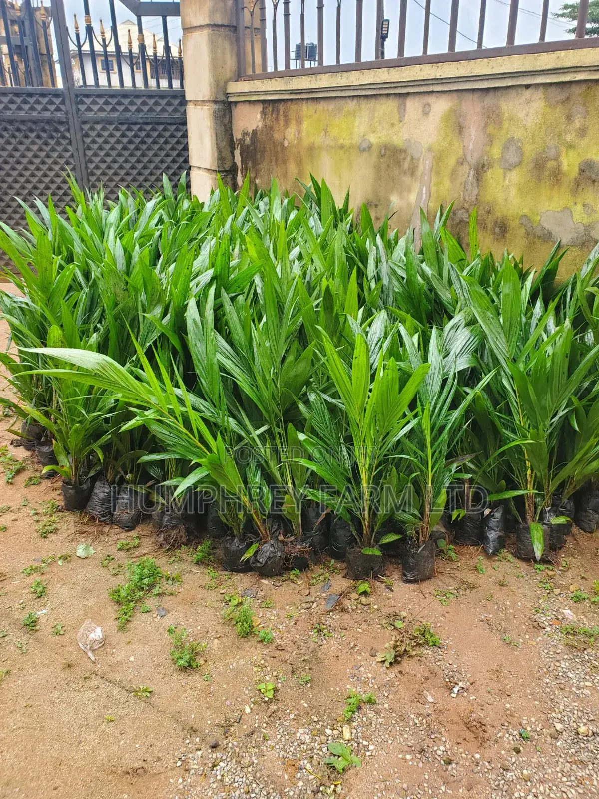 Hybrid Palm Seedling