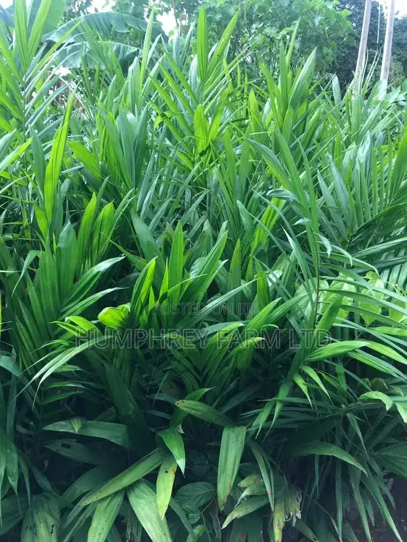 Hybrid Palm Seedling