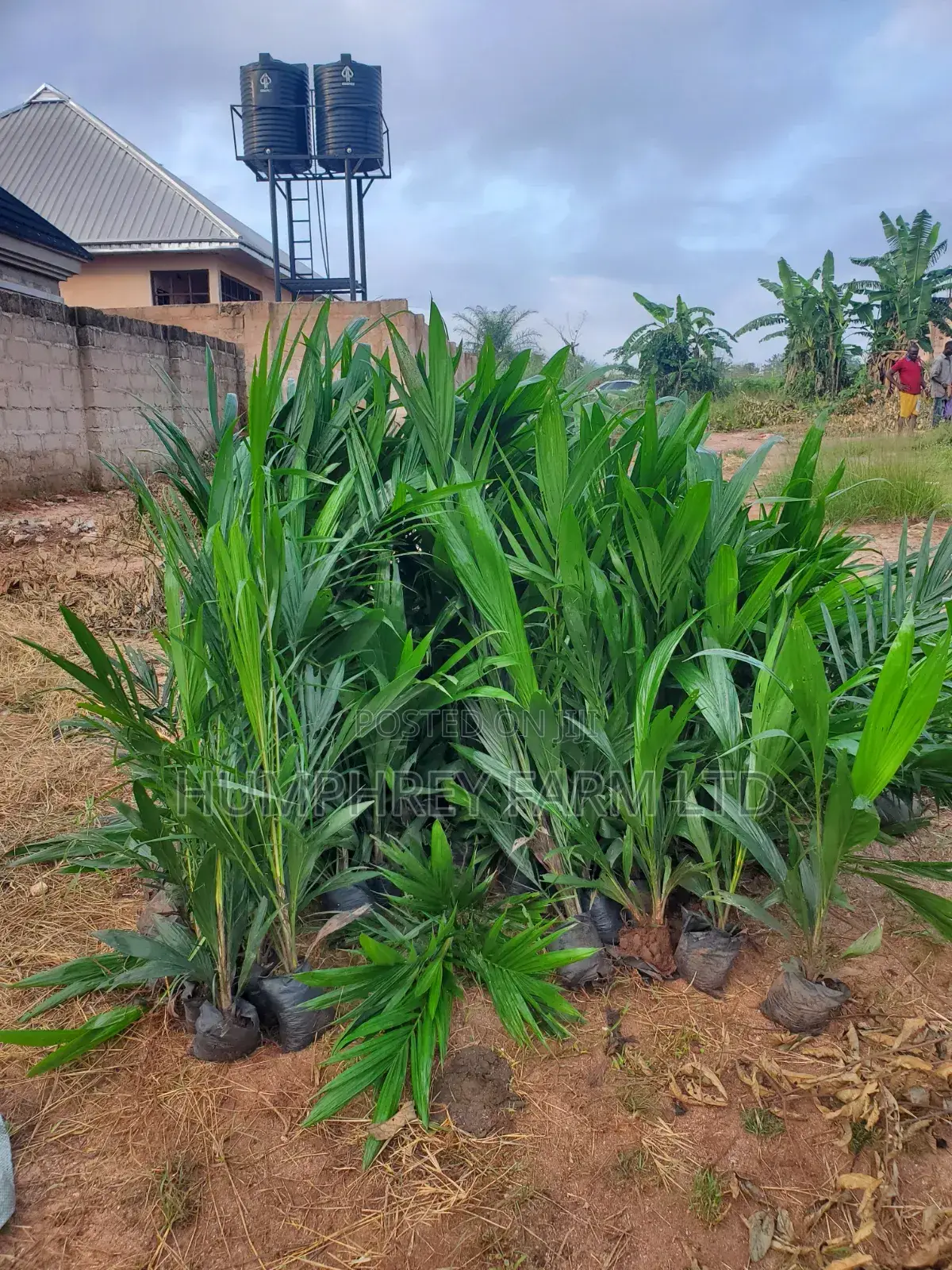Hybrid Palm Seedling