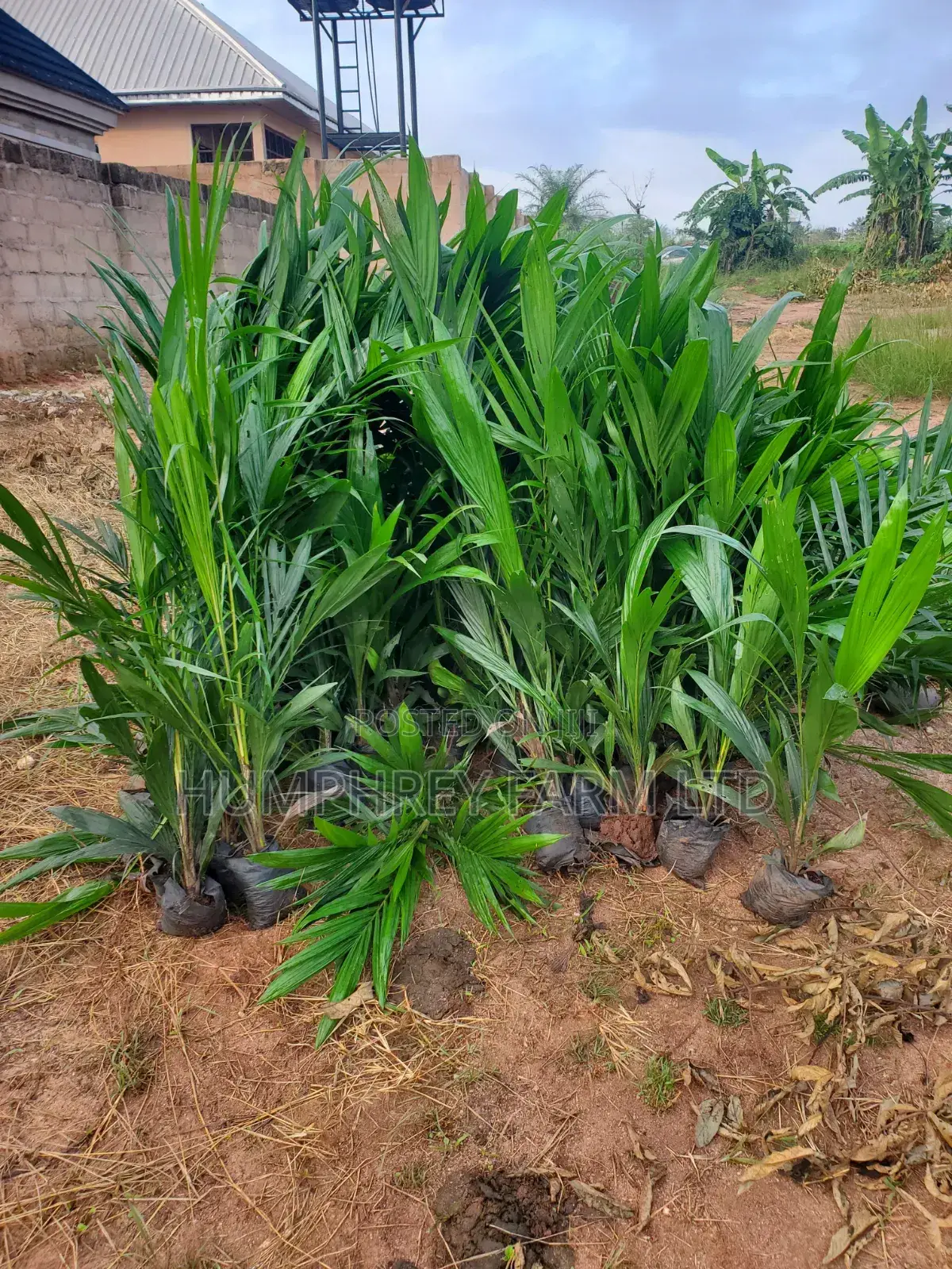 Hybrid Palm Seedling