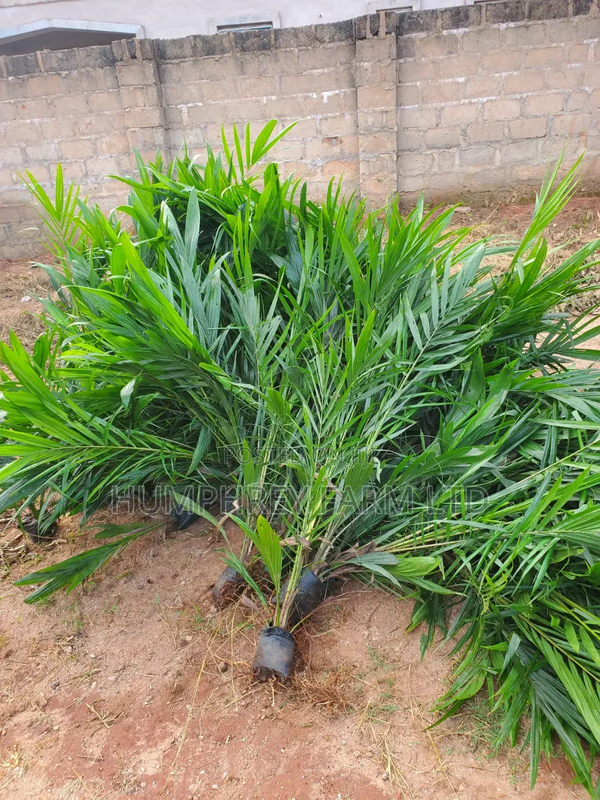 Hybrid Palm Seedling