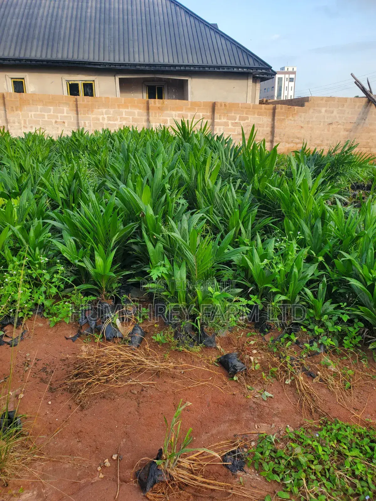 Hybrid Palm Seedling