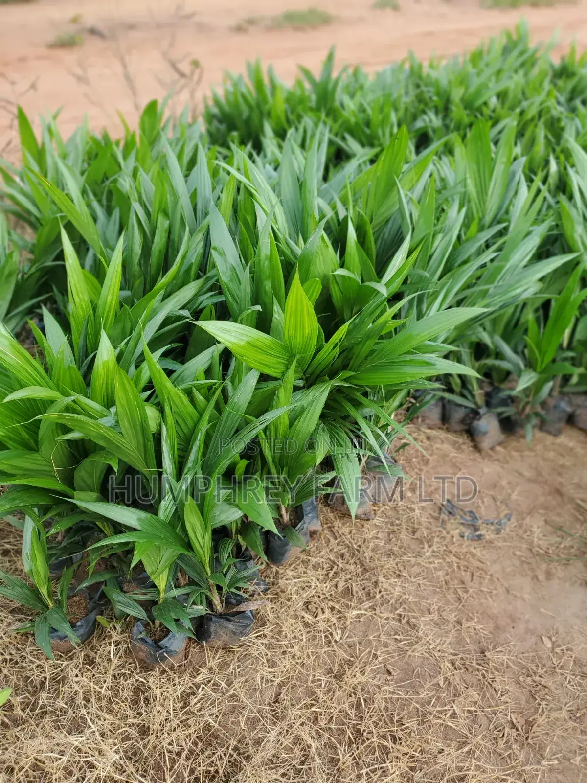 Hybrid Palm Seedling