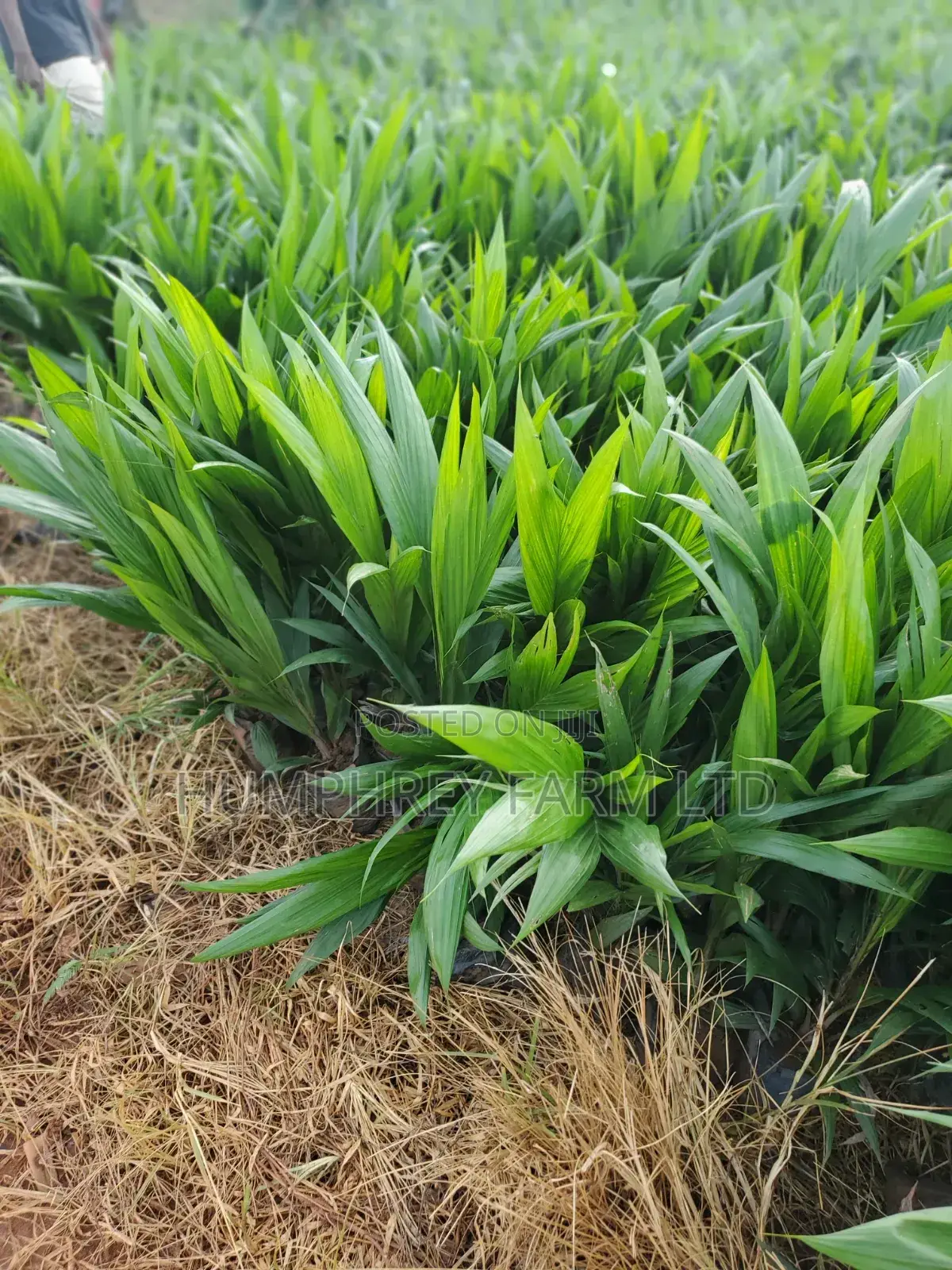 Hybrid Palm Seedling