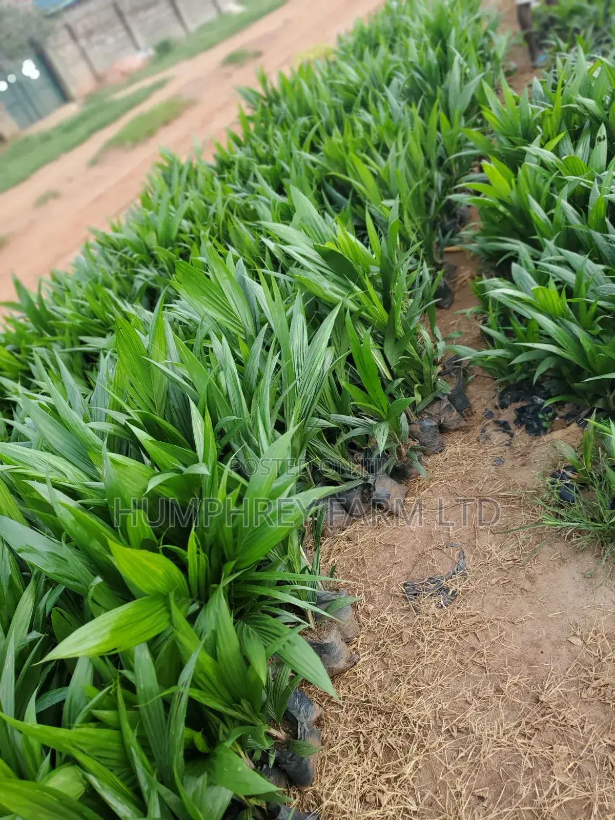 Hybrid Palm Seedling