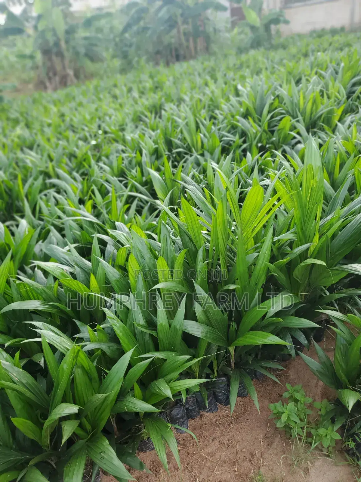 Hybrid Palm Seedling
