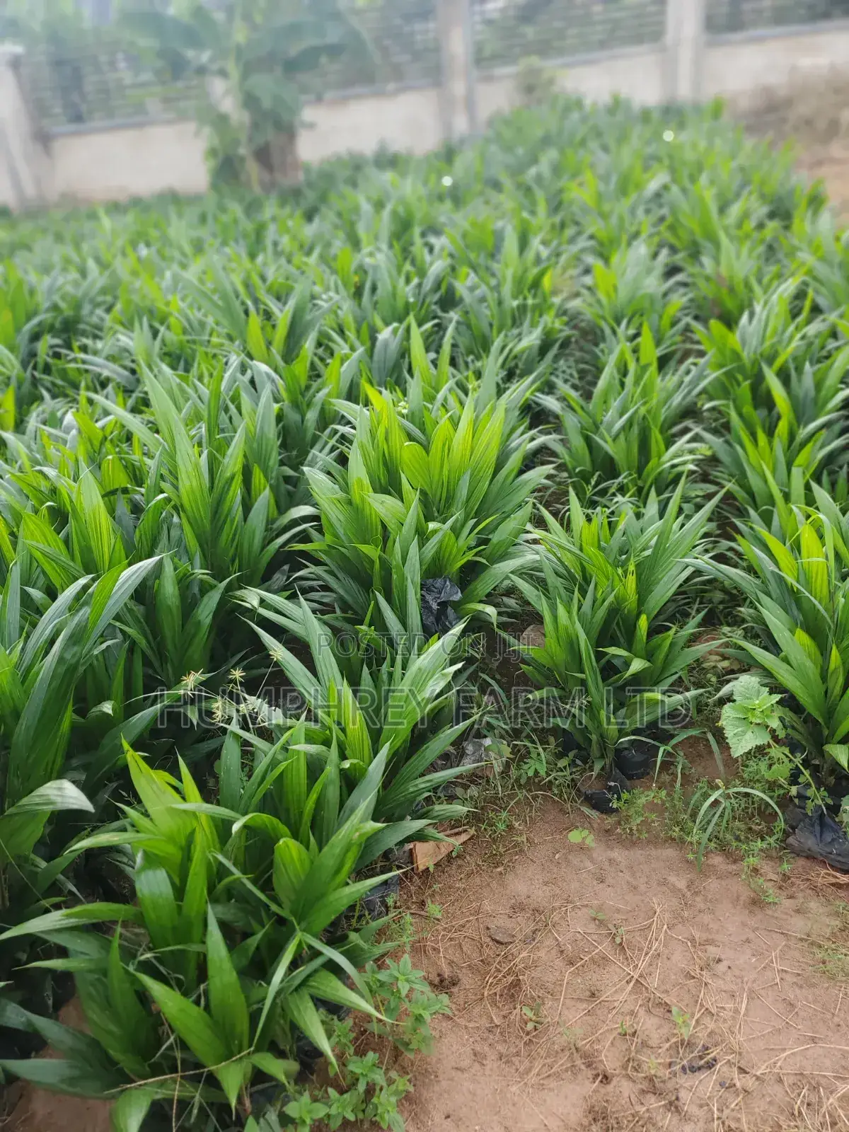 Hybrid Palm Seedling