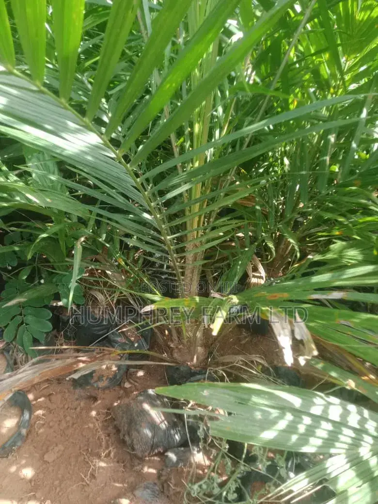 Hybrid Palm Seedling