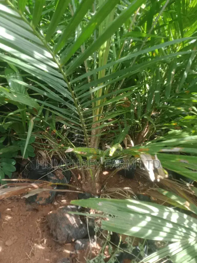 Hybrid Palm Seedling