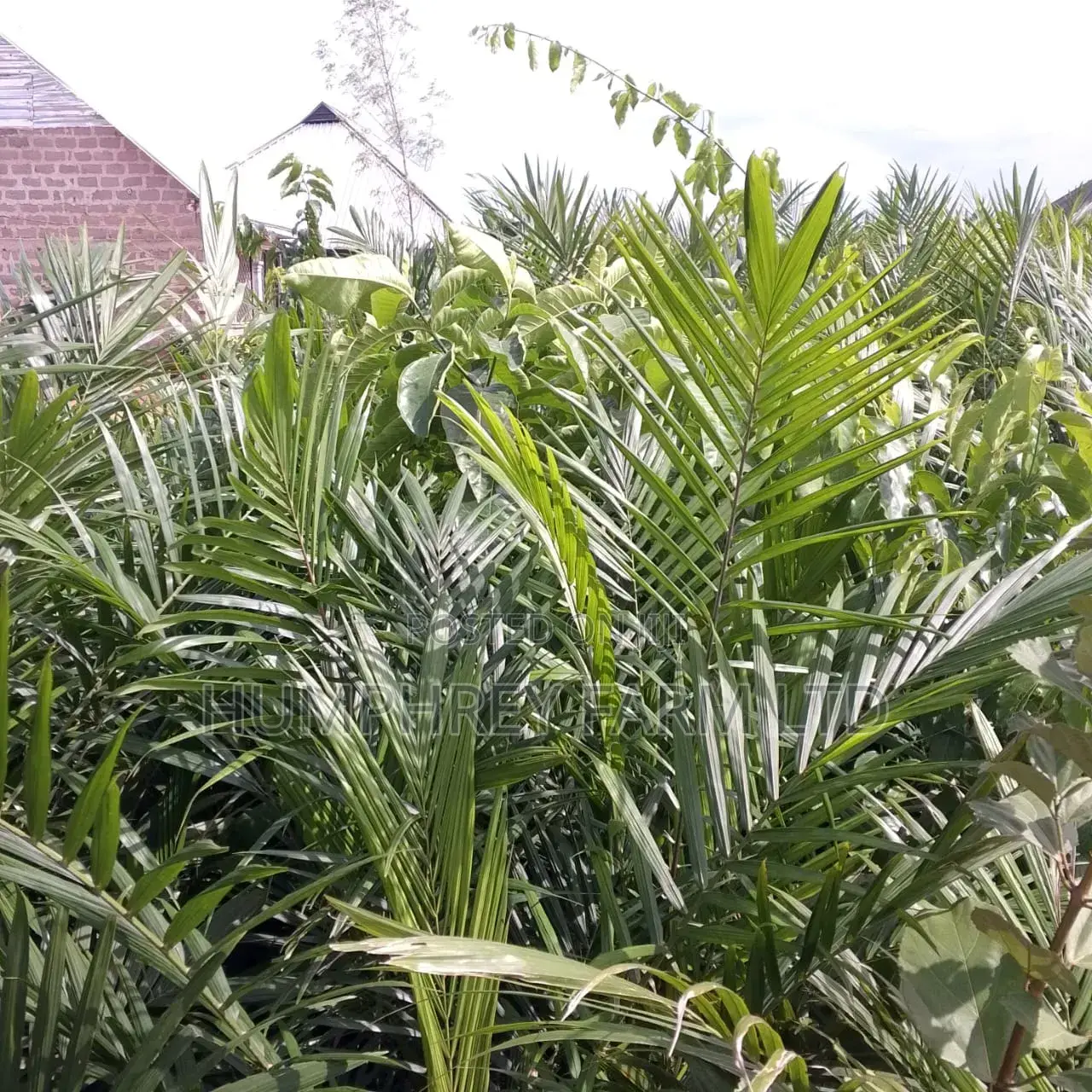 Hybrid Palm Seedling