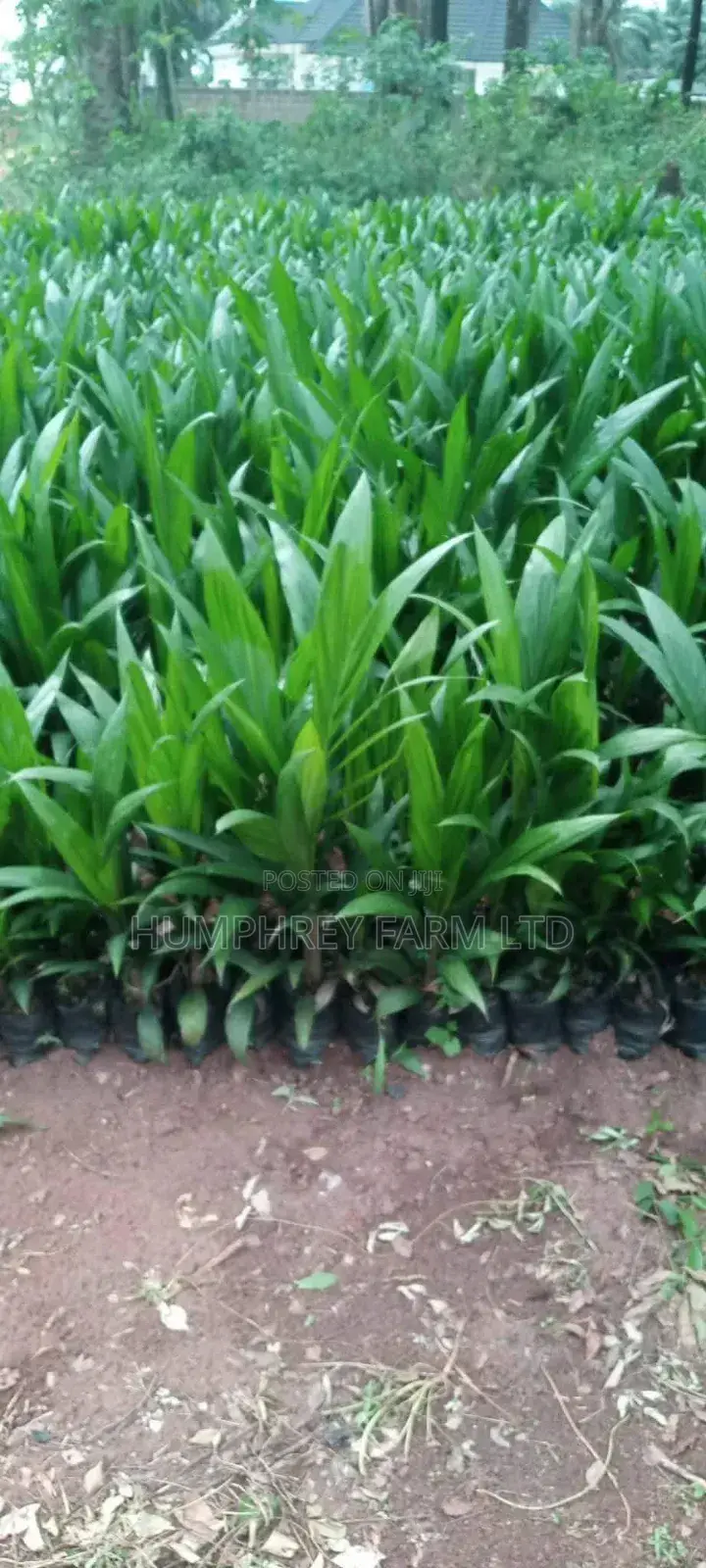 Hybrid Palm Seedling