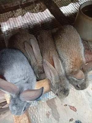 American Chinchilla Breed