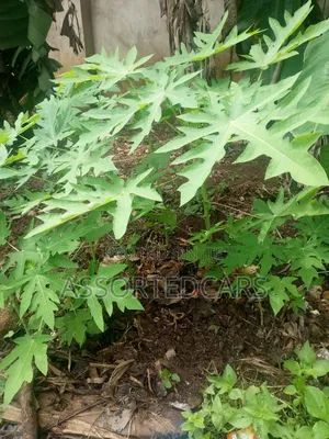 Fast Growing Sweet Pawpaw