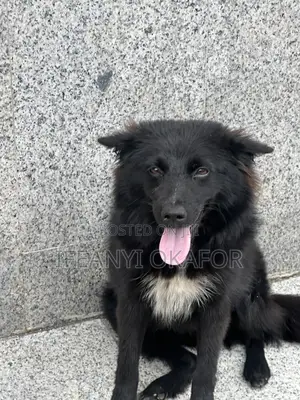 6-12 months Female Purebred American Eskimo