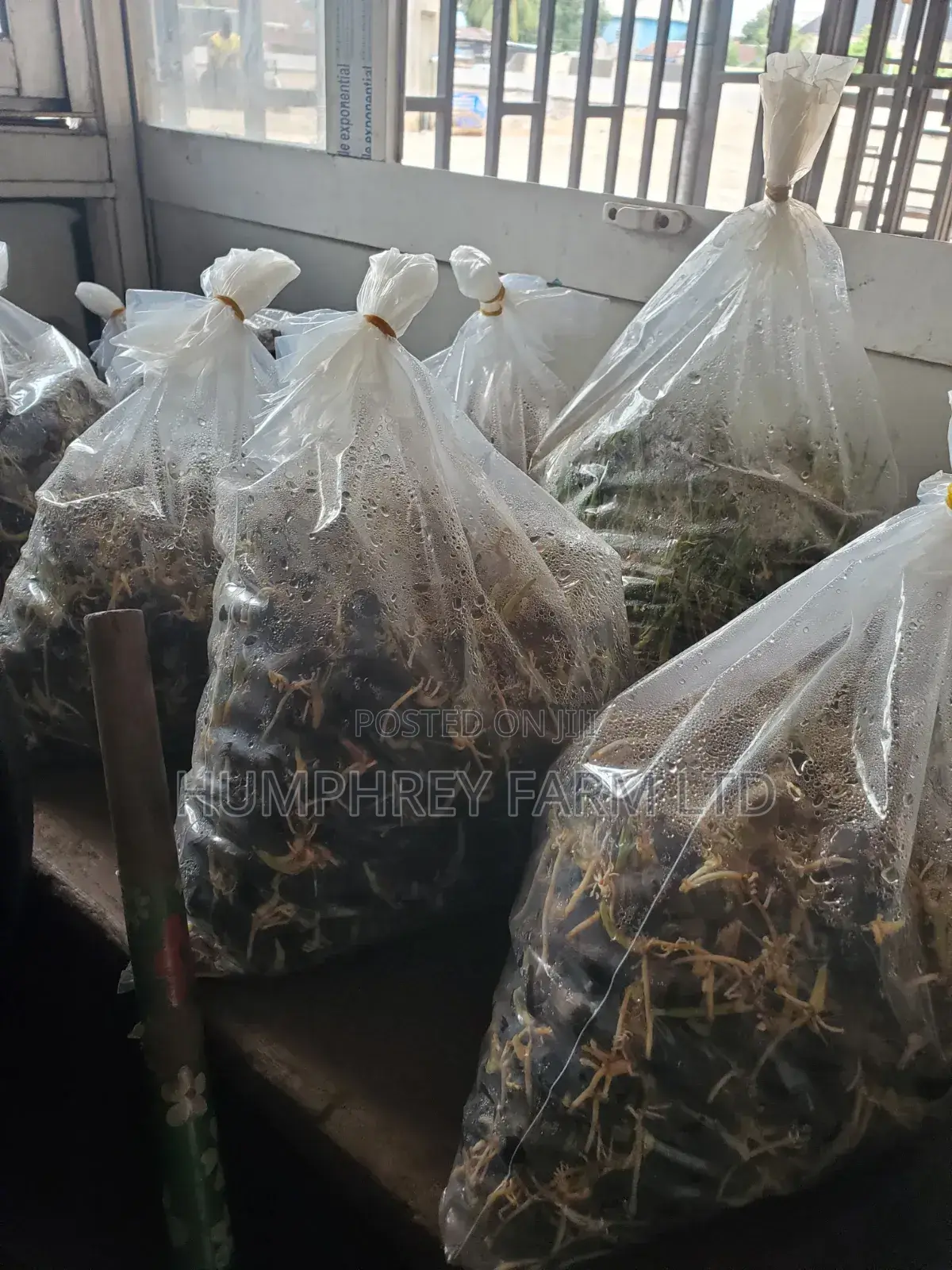 Supergene Sprouted Palm Seeds