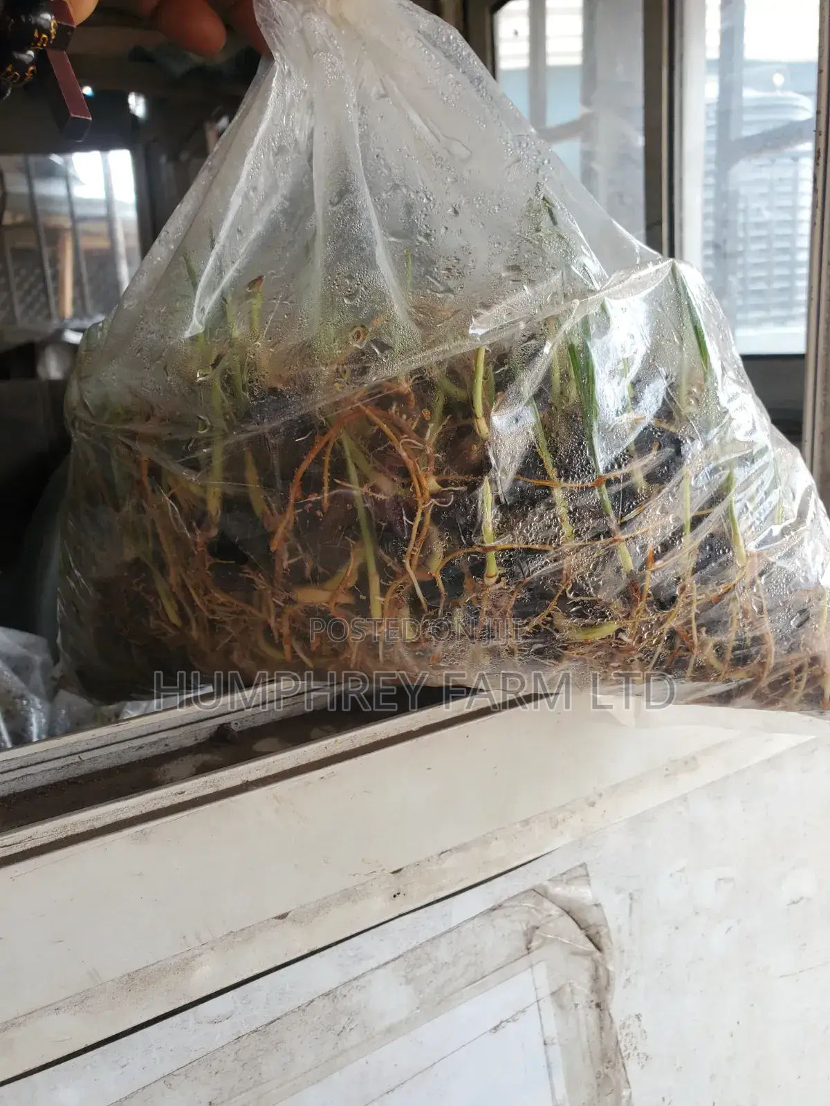 Supergene Sprouted Palm Seeds