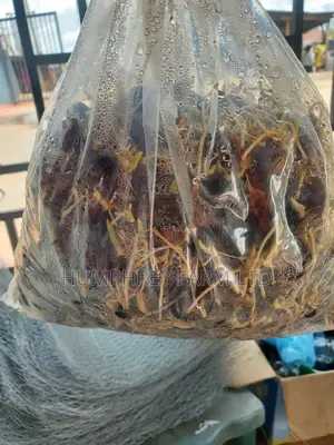 Supergene Sprouted Palm Seeds