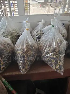 Supergene Sprouted Palm Seeds