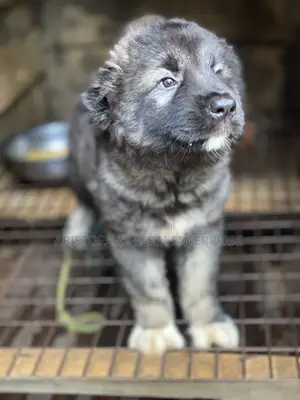 1-3 months Female Purebred Caucasian Shepherd