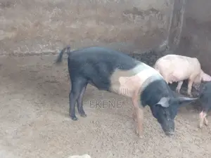 2 Male Chinese Pigs for Sale