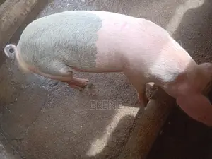 2 Male Chinese Pigs for Sale