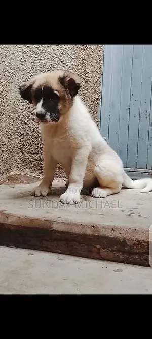 1-3 months Male Purebred Caucasian Shepherd