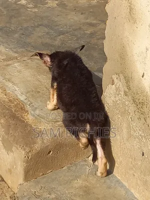 1-3 months Male Purebred German Shepherd
