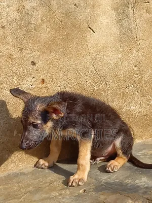 1-3 months Male Purebred German Shepherd