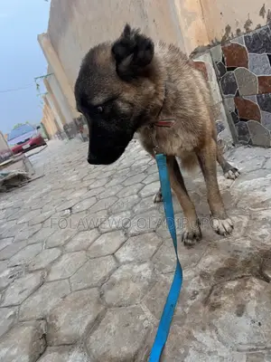 6-12 months Male Purebred Caucasian Shepherd