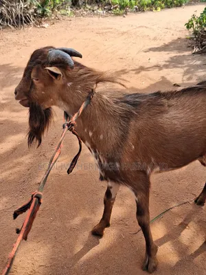 Goat for Sell