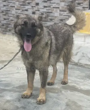 6-12 months Female Purebred Caucasian Shepherd