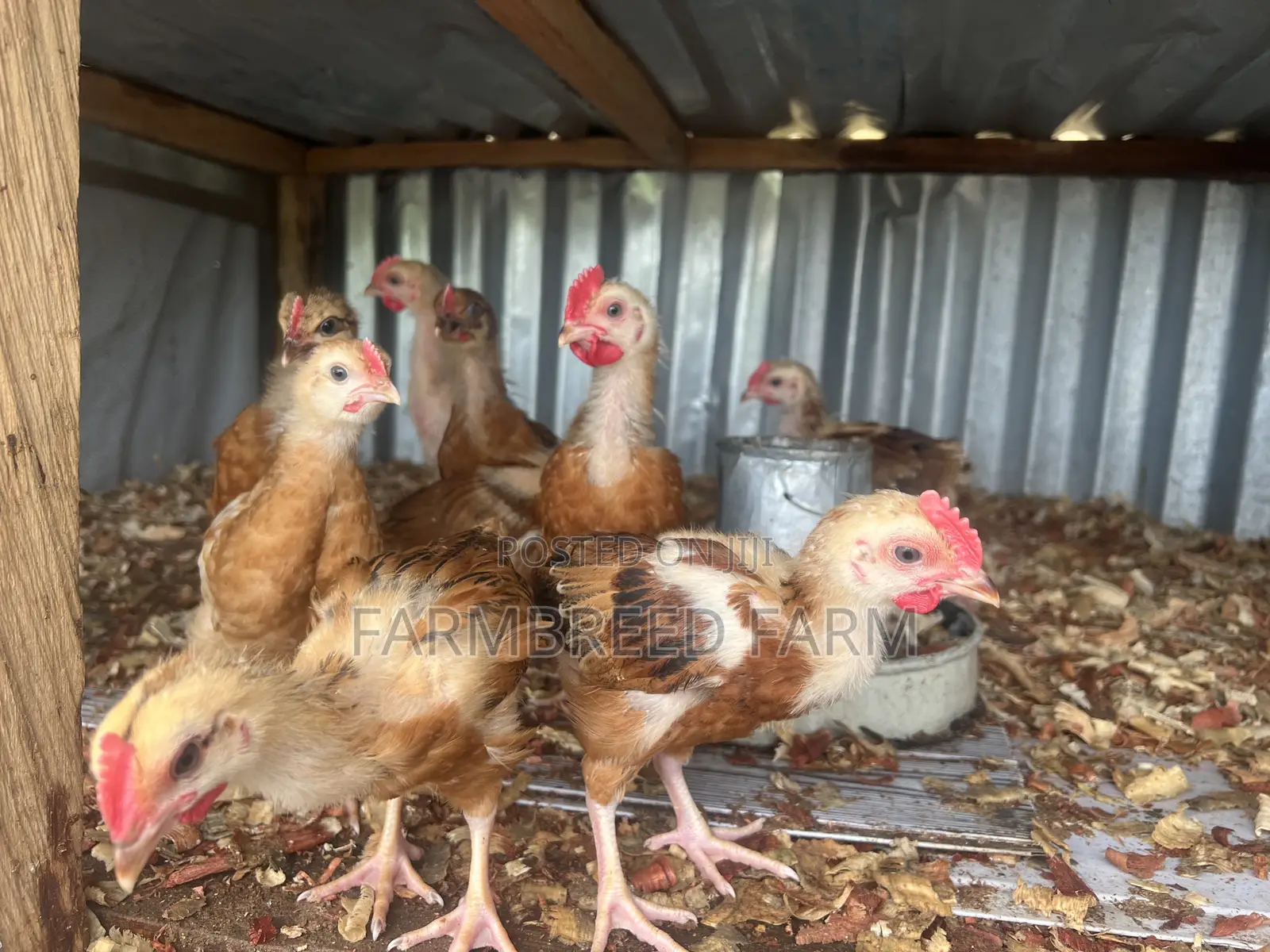 Noiler Crossbreed Chicks