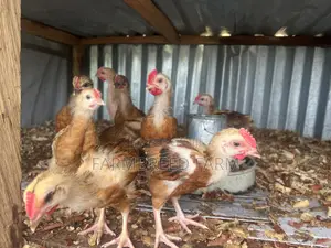 Noiler Crossbreed Chicks